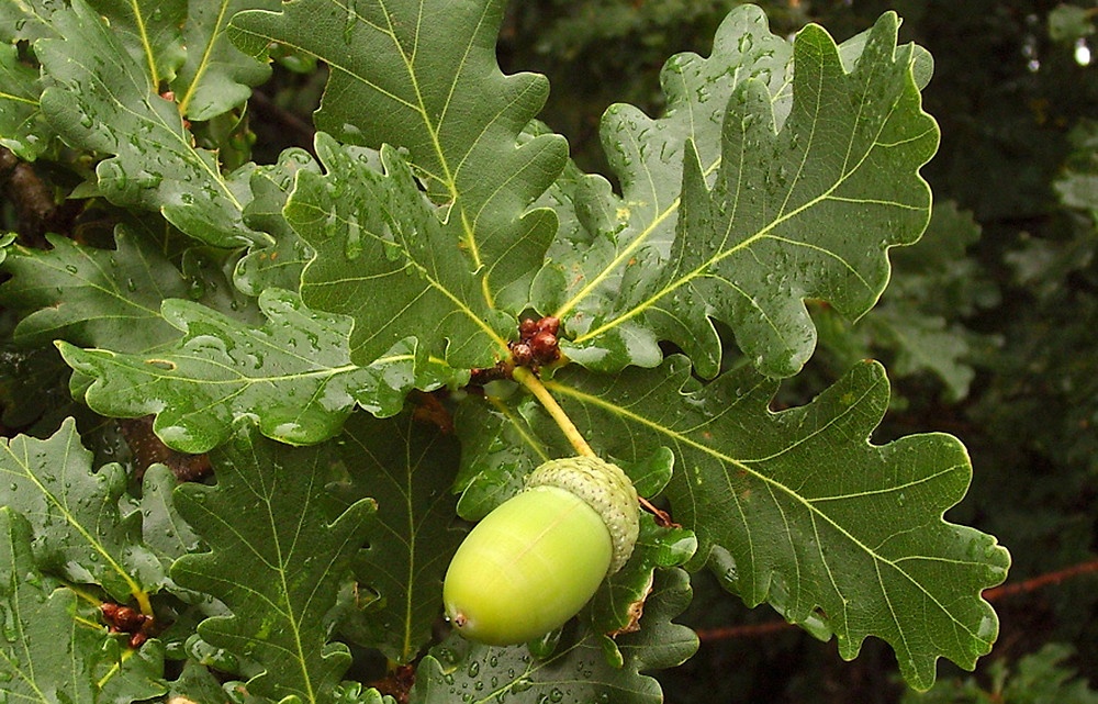 HRAST (Quercus robur – lužnjak; Quercus petraea Matt. – kitnjak)